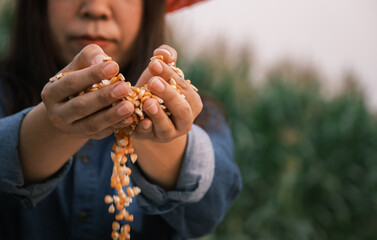 yellow ripe corn grain in woman farmer hand pouring with plantation farm background, industrial...