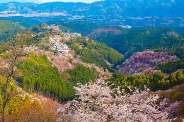 【奈良】吉野山の一目千本 桜の風景