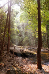A stream flowing in a completely natural forest. The integrity of the Asian jungle.
