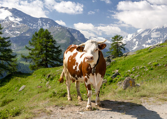 Fototapeta na wymiar Mucca al pascolo in alta montagna in estate. Alpi italiane. Valle d'Aosta. Italia