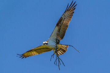 Osprey in the Act