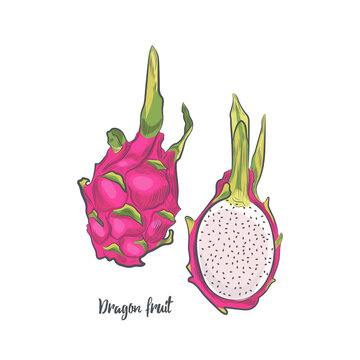 Dragon Fruit Sketch Vector Illustration. Hand Drawn Pitaya Isolated On White Background.