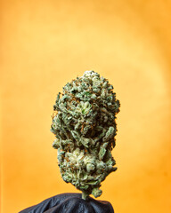 Marijuana Cannabis OG Kush Bud on Colourful Orange Background
