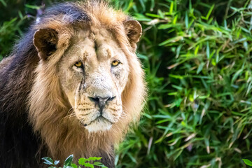 a male lion with his eyes wide open walking through the jungle