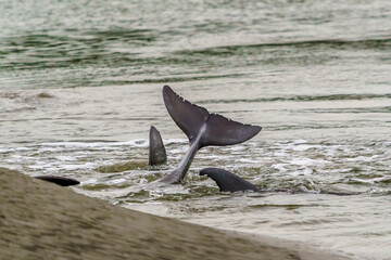 Fototapeta premium Kiawah River Dolphins Strandfeeding, Viewed From Seabrook Island