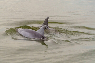 Kiawah River Dolphins Strandfeeding, Viewed From Seabrook Island