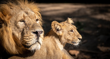 a male lion and his cub looking right