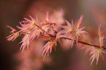 érable du Japon au printemps