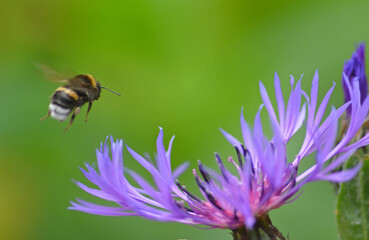 bee on a flower