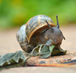 snail on a leaf