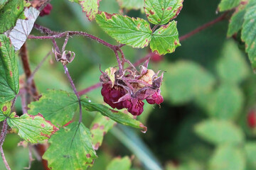Macro of drying wild raspberries in the autumn