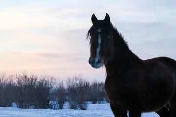 Horse in Winter Snow Land. Beautiful Bay Chestnut Stallion with Fluffy Fur Mane and Tail