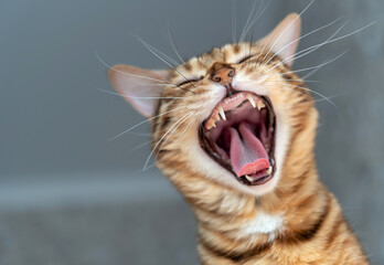 Bengal cat yawns on blurred background in room © Svetlana Rey