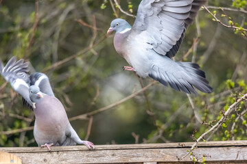 pigeon fighting