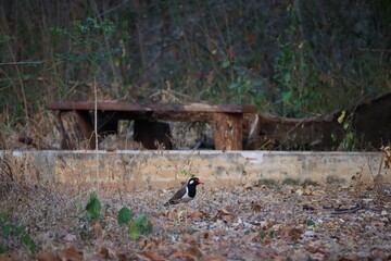 person walking in the woods