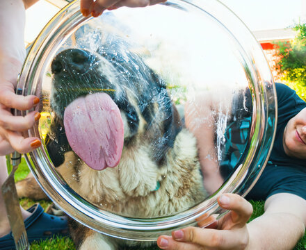 Dog Licking Cake with Tongue on Plate