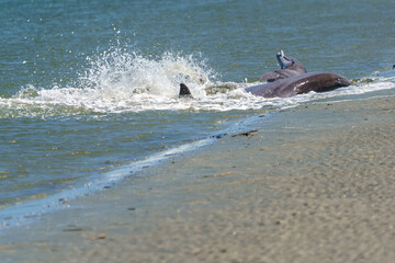 Obraz premium Kiawah River Dolphins Strandfeeding, Viewed From Seabrook Island