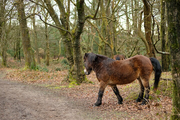 Horses on Hindhead Common, Surrey