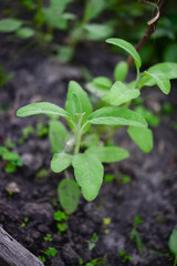 Sage officinalis (Salvia officinalis) - stages of growth