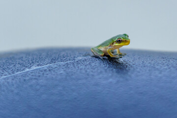 Tiny Tree Frog On a Bike Seat