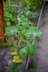 Kale (Latin Brassica oleracea var.sabellica) in the garden