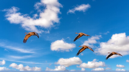 Sandhill cranes in flight against a blue sky