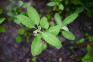 Sage officinalis (Salvia officinalis) - stages of growth