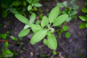 Sage officinalis (Salvia officinalis) - stages of growth