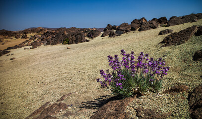 Purple flower in rocky desert at Tenerife Island