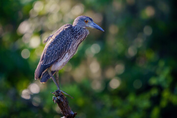 Juvenile Yelllow Crowned Night Heron