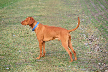 Vizsla, animals, Wyżeł  węgierski