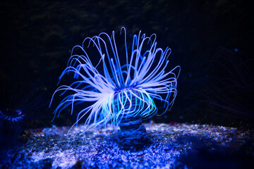 Colorful sea anemones on the sea floor