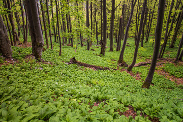 Sping forest full of fresh wild garlic