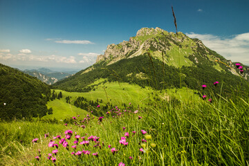 View of Velky Rozsutec in Mala Fatra mountains with blooming pink flowers