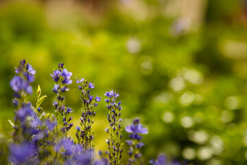 Beautiful small blue flowers on blurry green grass background in sunlight rays. Springtime bloom and blossom concept. Place for text.