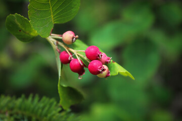 Unripe wild saskatoon berries growing on a shrub
