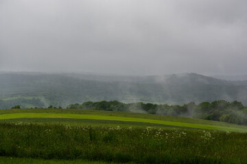 Dolina z mocną mgłą i deszczem. Zielone drzewa, polana górska. 