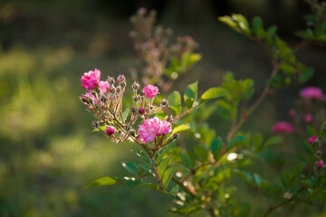 Green bush with beautiful pink rose flowers in sunlight. Springtime blossom concept.
