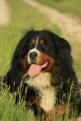 bernese mountain dog on the grass