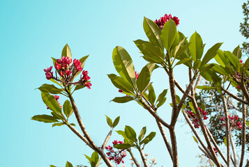 Red flower in front of the city pillar shrine