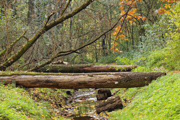 Las jesienią © Andrzej