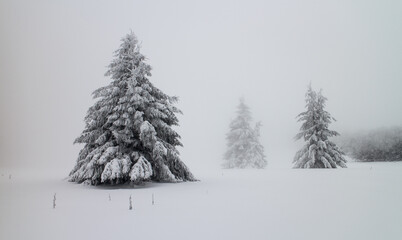Snow covered pine trees in fogy and cloudy weather