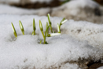 Snowdrops,
The first flowers. Spring snowdrops flowers in the snow.
Spring beauty. The first flowers. A group of spring snowdrops makes their way through the sparkling snow in the sunlight.