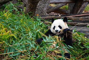 Obraz na płótnie Canvas Wild animals life. Cute panda bear sits among bamboo leaves and holds branch in paw. Panda eats bamboo
