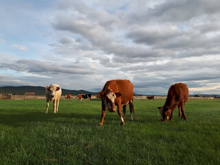 Fototapeta na wymiar Herd of Cows Grazing on Summer Meadow Eating Green Grass
