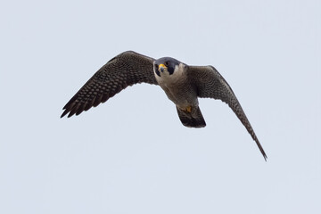 Close view of a Peregrine Falcon flying, seen in the wild near the San Francisco Bay