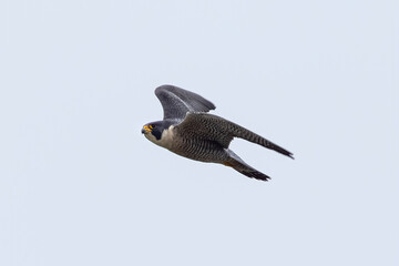 Close view of a Peregrine Falcon flying, seen in the wild near the San Francisco Bay