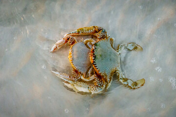 Speckled Swimming Crabs Mating In the Surf
