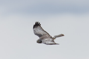 Fototapeta premium Extremely close view of a male hen harrier (Northern harrier) flying in beautiful light, seen in the wild in North California