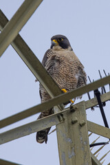 Close view of a Peregrine Falcon perched on a transmission tower, seen near the San Francisco Bay